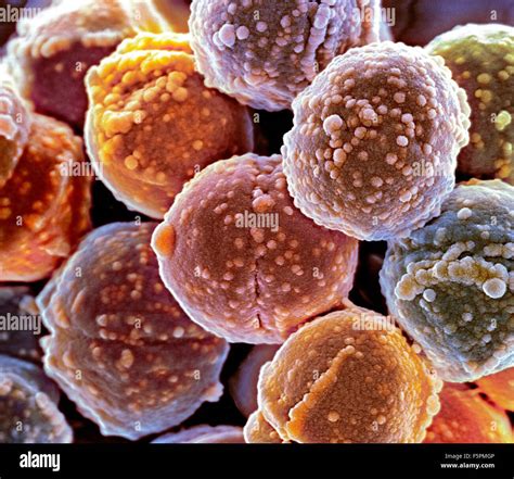 Staphylococcus Bacteria Coloured Scanning Electron Micrograph Sem Staphylococcus Bacteria