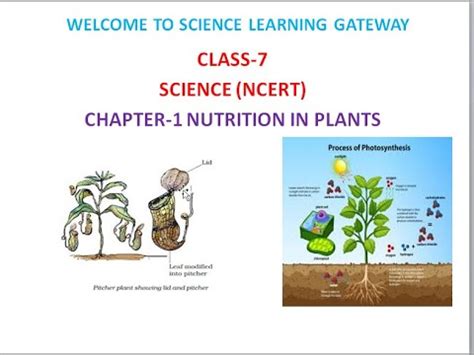 Class 7 Science NCERT Chapter 1 Nutrition In Plants YouTube