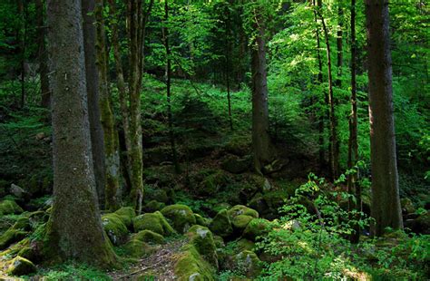 Floresta Negra Como Visitar Esse Pedacinho Da Alemanha