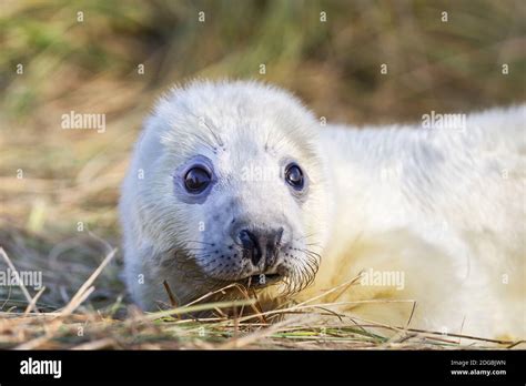 Newborn Seal Pup At Horsey Beach In Norfolk Uk Stock Photo Alamy
