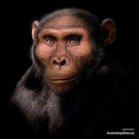 Descubrir M S De Australopithecus Dibujo Muy Caliente Camera Edu Vn