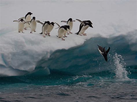 Argentina And Antarctica Cruise Boss Travel