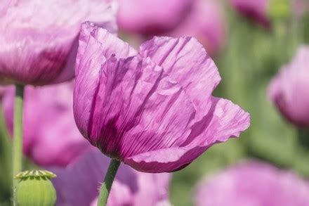 500 Opium Fields Stock Pictures, Editorial Images and Stock Photos | Shutterstock Editorial