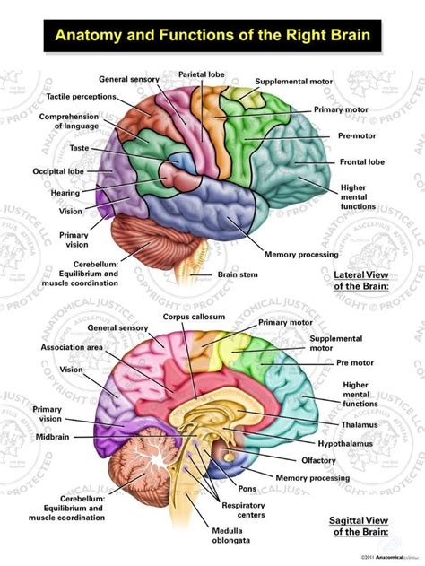 Master Algorithm Brain Function Diagrams [diagram] Caterpill