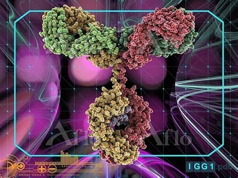 Immunoglobulin G Antibody Molecule Computer Model Of The Secondary