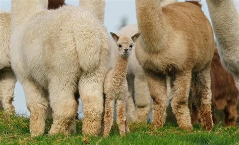 Romantic Trek Valentine Experience K2 Alpaca Wicklow