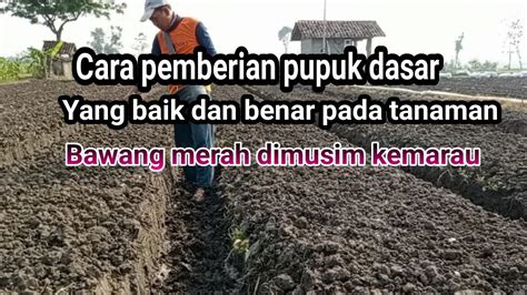 Cara Pemberian Pupuk Dasar Yang Baik Dan Benar Dimusim Kemarau YouTube