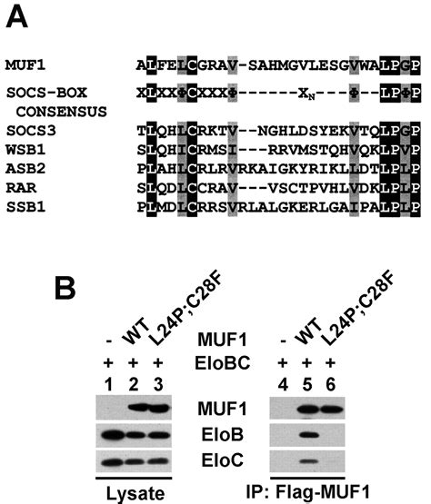 MUF1 A Novel Elongin BC Interacting Leucine Rich Repeat Protein That