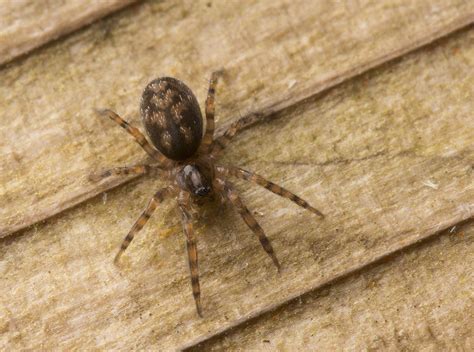 How To Tell If A Spider Is Not A Brown Recluse Spiderbytes