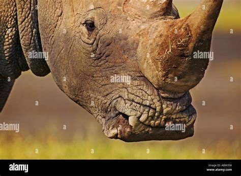 White Rhino Ceratotherium Simum Close Up Of Square Mouth White Rhino