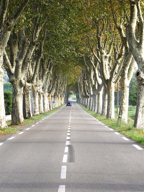 Road Plane Tree Tree Landscape Avenue France Fall Rural Autumn