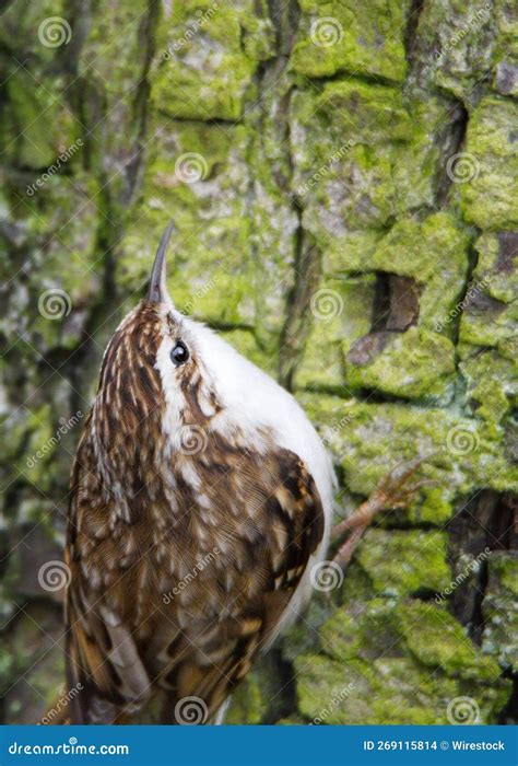 Closeup Of A Eurasian Treecreeper Or Common Treecreeper Certhia