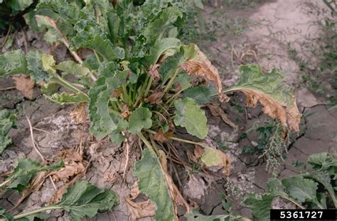 Fusarium Root Rot And Wilt Fusarium Oxysporum On Sugar Beet Beta