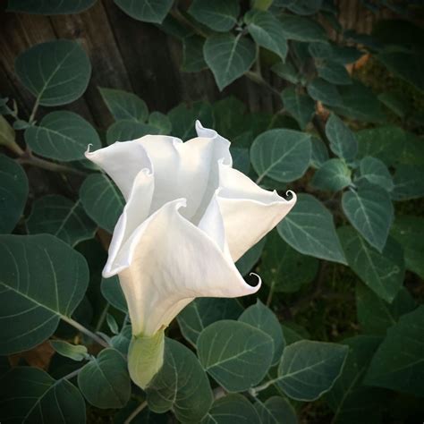 Moonflower Plant Leaves Types Of Flowers Moon Flower