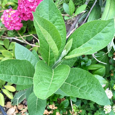 Bitter Leaf Health Benefits Repamp Herbal Centre