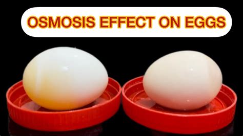 Demonstration Of Osmosis By Using Egg Membrane Egg Osmosis Eggs