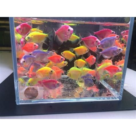 Jual Ikan Warna Warni Tetra Paket Ekor Ikan Aquascape Ikan Hias