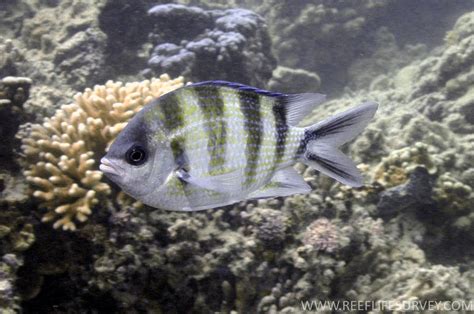 Abudefduf Sexfasciatus