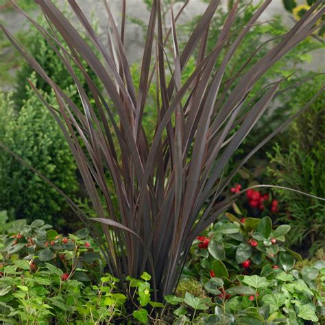 New Zealand Flax Purpureum Phormium Tenax Ornamental Grass Etsy