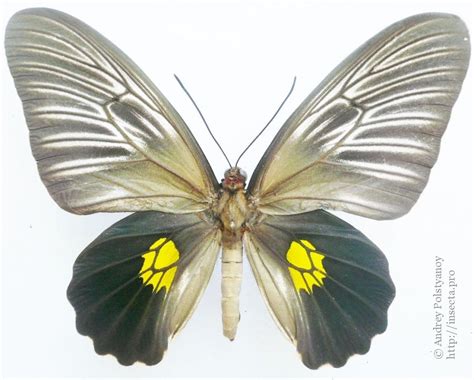 Photo Troides Haliphron Purahu