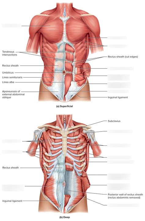 Thoracic And Abdominal Muscles Anterior View Diagram Quizlet