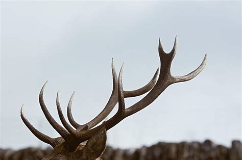 3 choses à savoir avant de Partir chercher les bois de cerfs