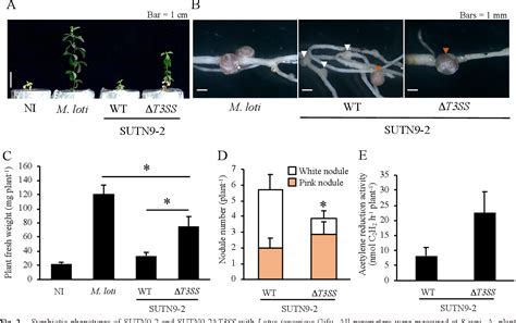 Figure 1 From Type III Secretion System Of Bradyrhizobium Sp SUTN9 2