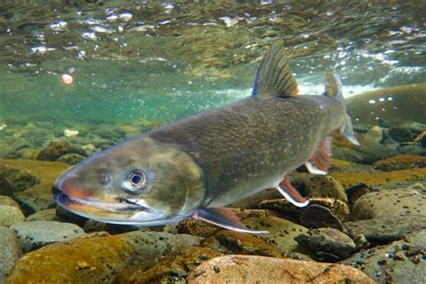 120 Bull Trout Stock Photos Pictures And Royalty Free Images Istock