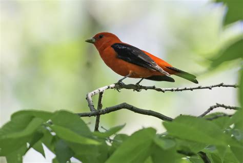 Definitive Guide To Scarlet Tanager Facts, Habitat, Conservation Status ...