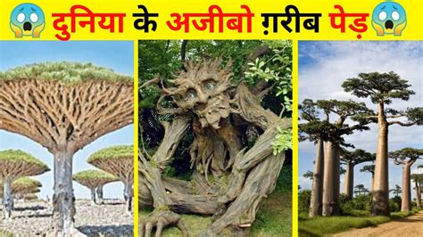 दुनिया के अजीबो ग़रीब पेड़weirdest Trees In The World Trending