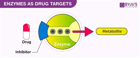 Diagram Diagram Of Enzyme Interaction Mydiagramonline