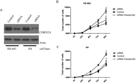 Konckdown Of CDKN2A Promotes The Low Grade Gliomas To High Grade