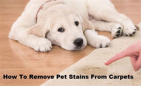 How To Remove Pet Stains From Carpets Bestultrareviews