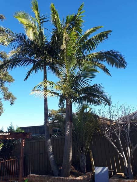 How Much Does Palm Tree Removal Cost? - Price Guide (With Examples)