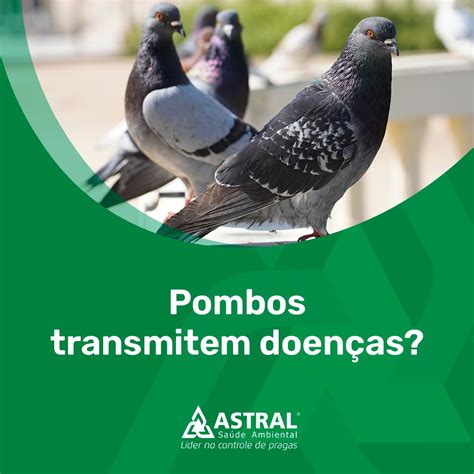 Leptospirose O Que Causas Sintomas Cont Gio E Tratamento Site