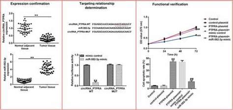 Full Article Circrna Protein Tyrosine Phosphatase Receptor Type A