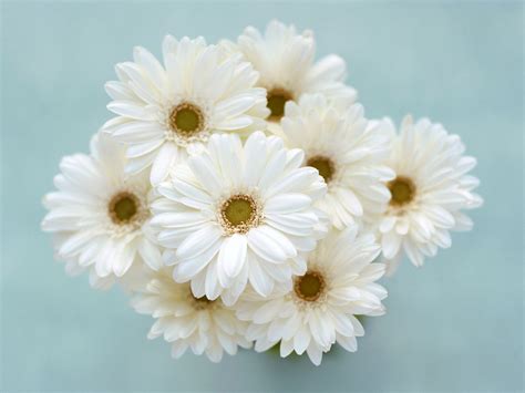 White Flowers Wallpaper 1600x1200 38284