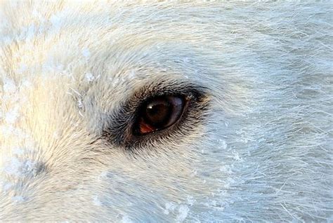 DSC_2047 Walker the Polar Bear eye close up | Polar bear, Polar, Bear