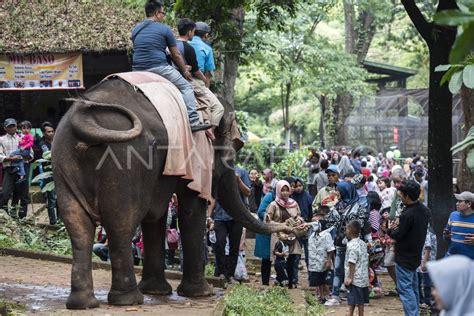 WISATA KEBUN BINATANG BANDUNG | ANTARA Foto