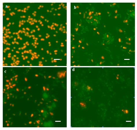 Biology Free Full Text DNA Binding Protein Dps Protects Escherichia