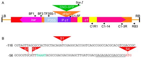 abundance  transgene transcript variants   somatically