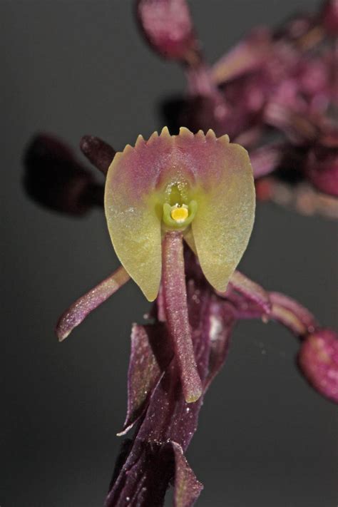 Crepidium Rheedei Orchidaceae Image At Phytoimages Siu Edu