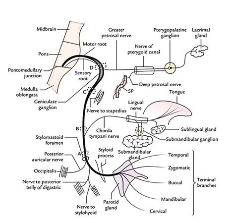 Easy Notes On 【facial Nerve】learn In Just 4 Minutes