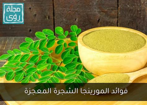 فوائد شجرة المورينجا Moringa Oleifera — مجلة رؤى