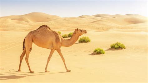 What do camels eat in the desert? | Live Science