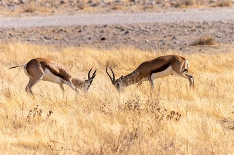 Two Fighting Impalas Stock Image Image Of Dominance 270510035