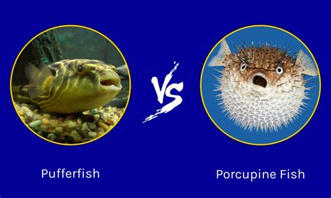 Pufferfish vs Porcupine Fish: What are the Differences?