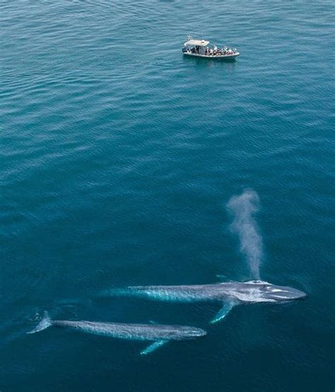 What is the difference between a whale and a whale shark? - Seafood Peddler