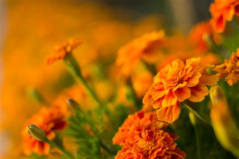 Marigold Wallpaper Hd 2136x1424 Wallpaper