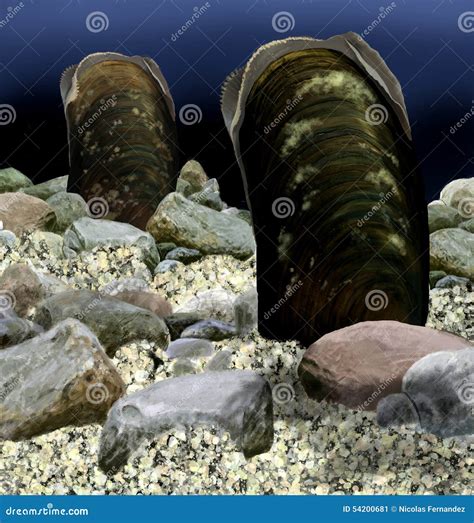 Freshwater pearl mussel stock illustration. Illustration of wildlife